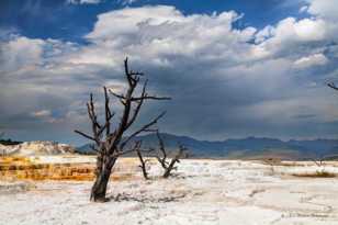 Mammoth Hot Springs-7717.jpg Mammoth Hot Springs-7717.jpg